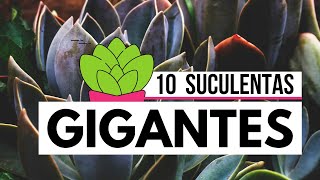 10 Suculentas GIGANTES  Biggest Succulents [upl. by Gard914]