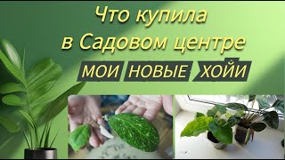 ВлогЧто купила в Садовом центреПолучила посылку с хойямиНовое растение из Пятерочки [upl. by Bernadette]