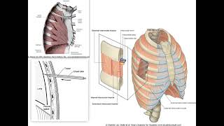 Anatomie du Thorax et du Diaphragme [upl. by Lekkim228]