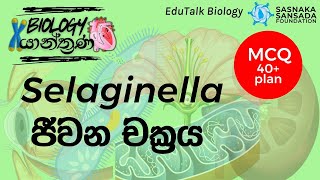 Selaginella ජීවන චක්‍රය  Selaginella Life Cycle  EduTalk Biology [upl. by Zandt]