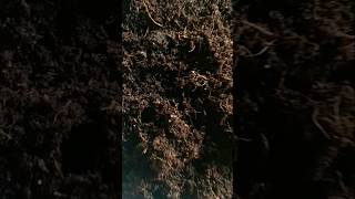 Cocopeat powder ke sath butiful flower 🌺🌹 growth ytshorts viralvideo [upl. by Gladine]