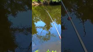 Battling a Bullhead CATFISH Part 3 subscribe catchncook fishing [upl. by Freud]