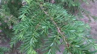 My Favorite Trees  Eastern Hemlock [upl. by Einnep]