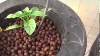 DIY Hydroponic Drip Bucket System [upl. by Kendell520]