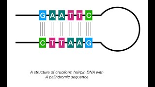 What Is a DNA Palindrome and Its Importance [upl. by Edahc]