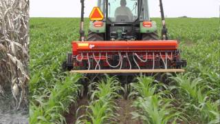 Interseeding cover crops into corn in Wisconsin Can it work [upl. by Anila581]