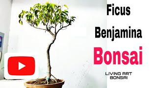 How to develop Ficus Benjamina Bonsai Nebari decorations [upl. by Ahtan]