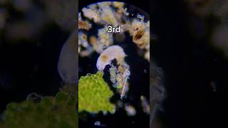 how to find tardigrades under 10 minutes shorts microscope tardigrade viral [upl. by Esinek]