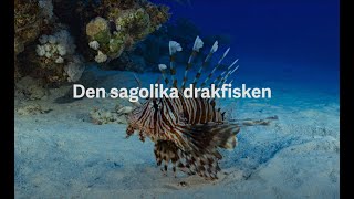 Invasiva arter i havet  Drakfisk [upl. by Icart793]