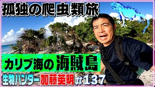 【孤独の爬虫類旅】海賊島…カリブ海の超希少イグアナを調査②≫生物ハンター加藤英明・Japan wild hunter [upl. by Darom]