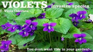 ⟹ Common Violet  Viola odorata  This plant can reap havoc in your garden heres why [upl. by Omrellig]