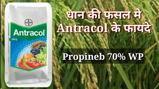 Bayer Antracol Fungicide  धान की फसल मे Antracol के फायदे [upl. by Aicenav566]