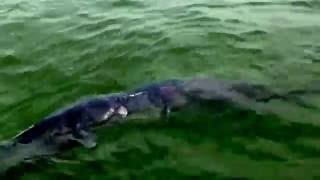 Catfish Fighting at Lake Tawakoni [upl. by Paine]