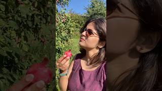 Plum കേക്കിൽ plum ഇല്ലത്രെ🤔 😂Plum plucking 🍒 norway trending minivlog malayalam [upl. by Herby997]