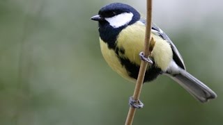 CHANT DE LA MÉSANGE CHARBONNIÈRE AU PRINTEMPS [upl. by Constance]