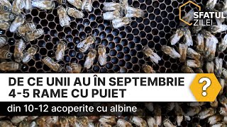 De ce unii au în septembrie 45 rame cu puiet din 1012 acoperite cu albine [upl. by Poree]