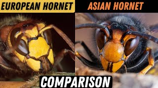 Asian Hornet Vs European Hornet Know The Difference [upl. by Leahey]