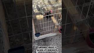 Limpiando Jaulas 🪶 Corralito Los Gomez california galleros gallos elgallo backyardbreeding [upl. by Parke]