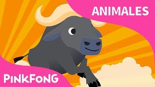 Hola Búfalo  Búfalo  Animales  PINKFONG Canciones Infantiles [upl. by Mareah]