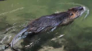 The Coypu Nutria Rat Part 2 [upl. by Norvil]