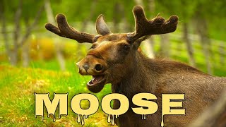 Moose sounds moose calling [upl. by Attennhoj950]