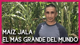 ¡Esta es la milpa de Maíz más grande del Mundo  Maíz Jala [upl. by Everick]