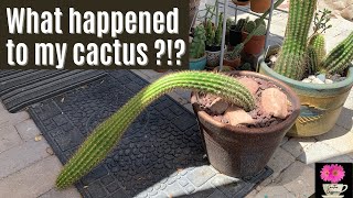 The Effect of Etiolation on a Columnar Cactus [upl. by Inaffets]