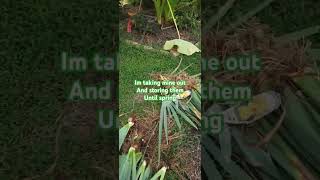 How to store Irises explore gardening iris grow flowers gardentips [upl. by Ahseka]