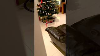 Elf on the Shelf caught moving elfontheshelf christmas christmas2024 [upl. by Yzdnil]