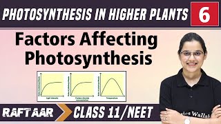 Photosynthesis in Higher Plants 06  Factors Affecting Photosynthesis  Class11NEET  RAFTAAR [upl. by Burrus]