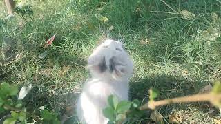 Huge botfly larvae Removed from Kittens Nose Neck [upl. by Irrek]