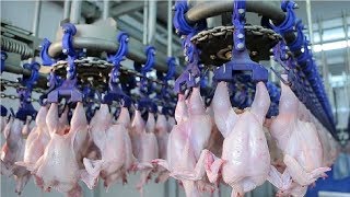 Modern Ultra Chicken Meat Processing Factory Amazing Food Processing Machines [upl. by Sairtemed]