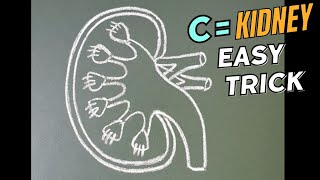 how to draw kidney  kidney drawing  drawing of kidney  kidney ka diagram  draw kidney [upl. by Michale]