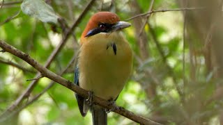 Russetcrowned Motmot in Guatemala [upl. by Alansen]