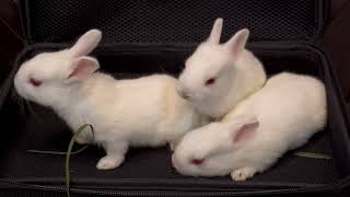 Adorable White Baby Bunnies  Cuteness Overload 🐰🐇 [upl. by Chladek136]