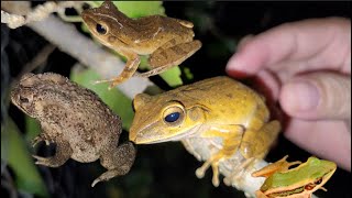 Catch Big Eyed Frog Golden Tree Climbing Frog [upl. by Tannie196]