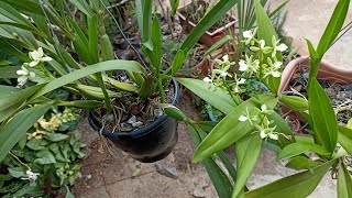 Prosthechea radiata e Prosthechea vespa cultivo [upl. by Cherish103]