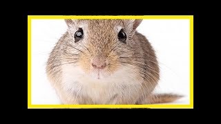 List of rodents that make good pets [upl. by Carbo]