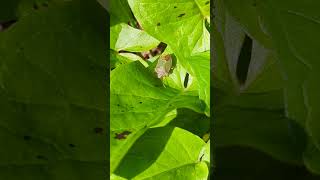 Green Shield Bug on Cuckoo Pint [upl. by Tabina]