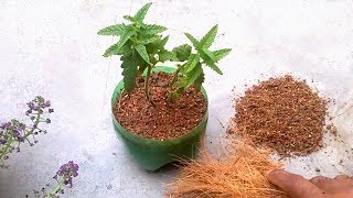 Grow plants faster using coco peat  How to use coco peat for gardening [upl. by Assiluy]