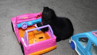 Kitten Drives Toy Car and Causes Trouble [upl. by Guy]