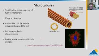 BIOL201 Ch45  The Cytoskeleton [upl. by Ahsenyl]