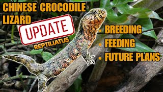 MEET THE RAREST PETS I OWN CHINESE CROCODILE LIZARD UPDATE 2024  Shinisaurus crocodilurus [upl. by Evol862]