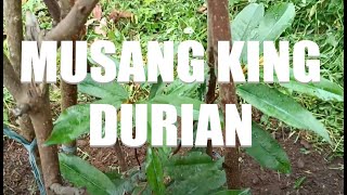 Musang King Durian Farm Update 2024 [upl. by Annawt]