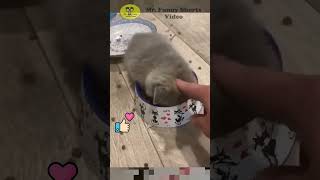 🐶TRY NOT TO LAUGH  157 😹 Funny Animal Mishaps  Pet Bloopers  Best Fails of The year [upl. by Goetz484]