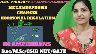 Metamorphosis in Amphibia Bsc 3rd yearMetamorphosis changes and hormonal regulation in Amphibians [upl. by Ecirtnas]