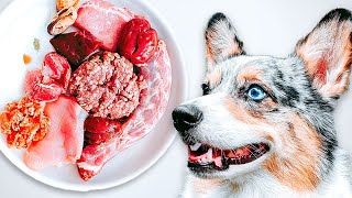 How To Raw Feed Your Dog Ultimate Beginners Guide 2023 [upl. by Elliven416]