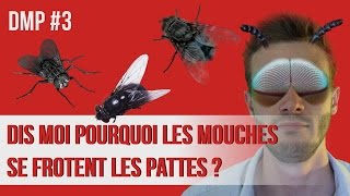 Dismoi pourquoi les mouches se frottent les pattes  DMP 3 [upl. by Notsuj]