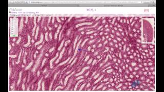 Histology Helper  Urinary System Histology [upl. by Cirdor]