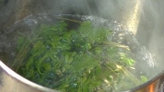 GooseGrass Forage Medicinal Uses  Cooking [upl. by Tristam]